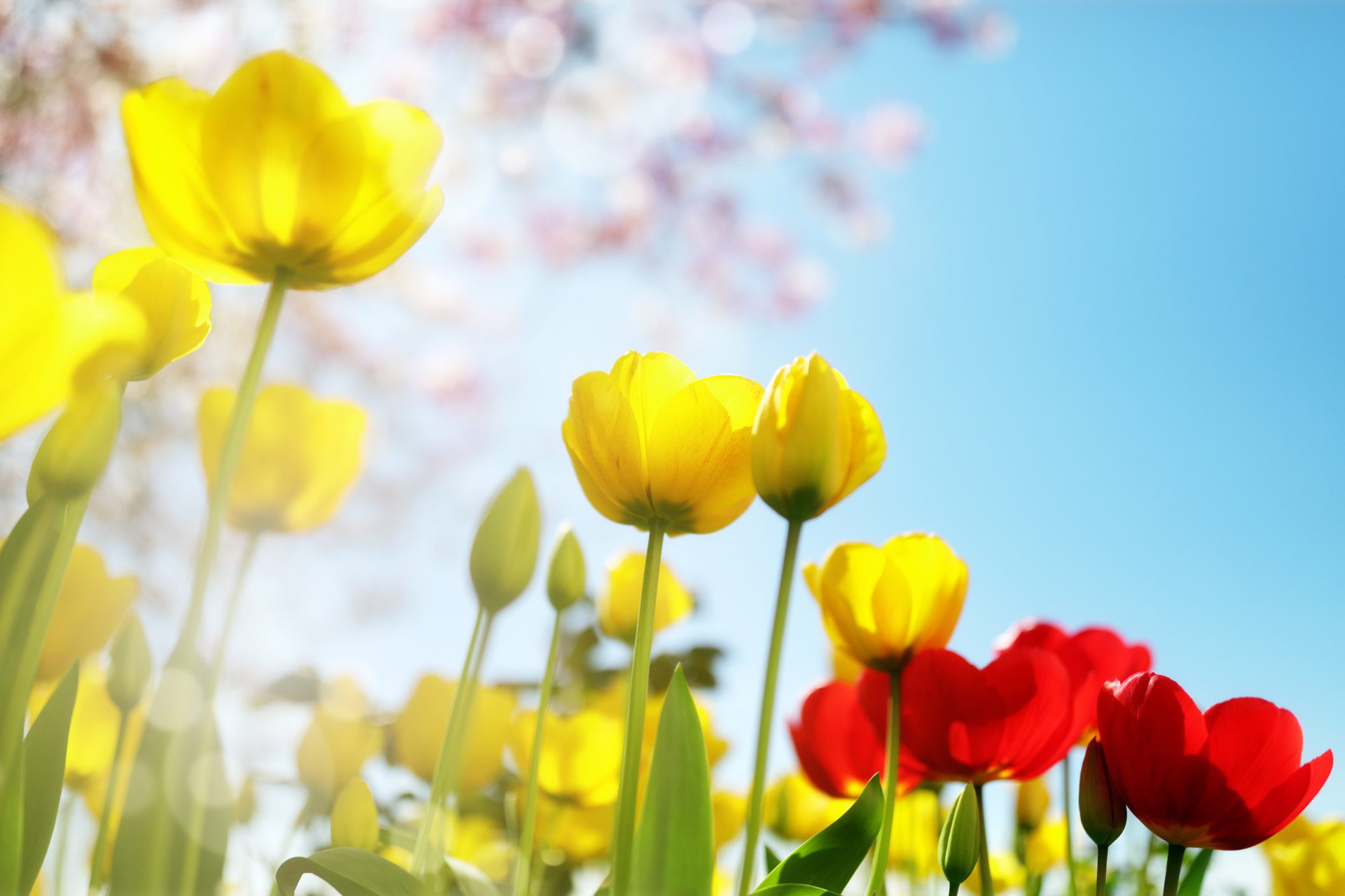 Offerta di Primavera